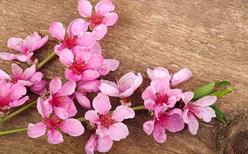 暗恋桃花源观后感