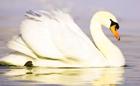 天鹅教学反思15篇