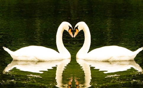 《天鹅的故事》教学反思14篇