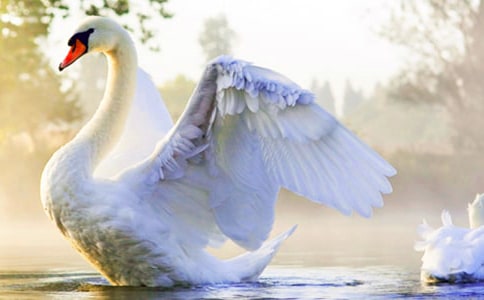 天鹅的故事教学反思精选12篇