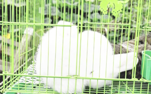 中班语言教案:小兔子开铺子教案及教学反思