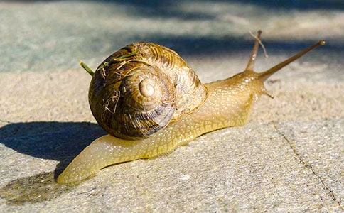 《蜗牛》教学反思