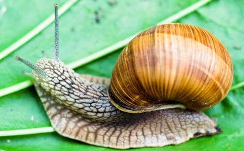 蜗牛教学反思15篇