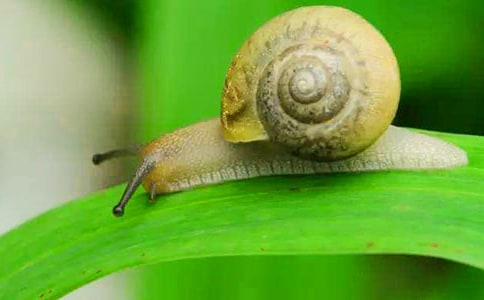 蜗牛的教学反思