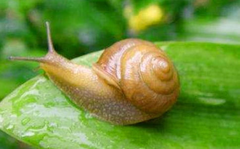 蜗牛与黄鹂鸟教学反思