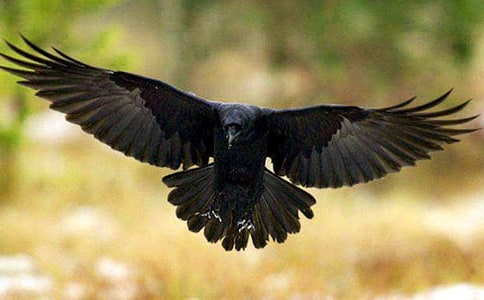 关于乌鸦喝水的教学反思