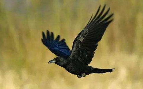 《小乌鸦爱妈妈》教学反思