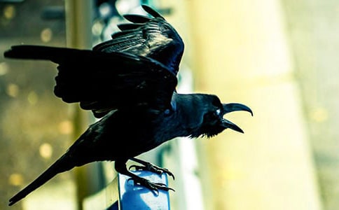 《乌鸦喝水》教学反思【优秀15篇】