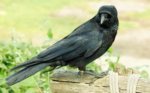 乌鸦喝水教案及教学反思