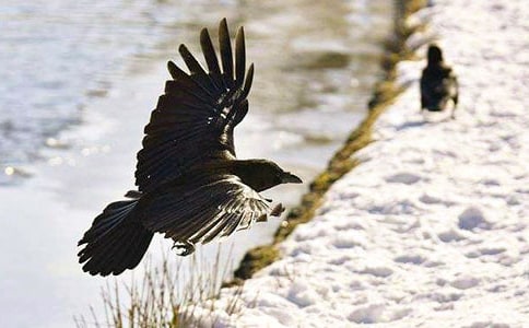 《小乌鸦爱妈妈》教学反思15篇