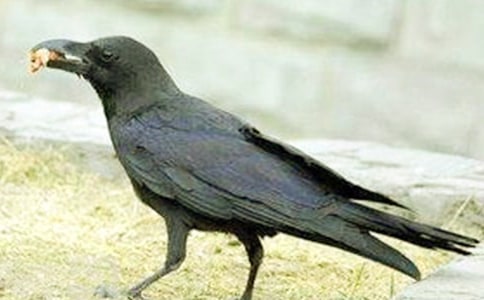 《乌鸦喝水》教学反思(通用15篇)