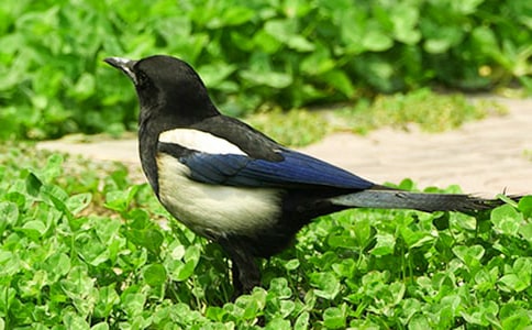 树和喜鹊教学反思