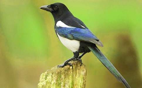 《树和喜鹊》教学反思(15篇)