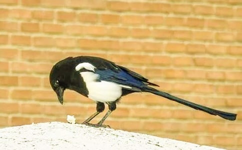 《树和喜鹊》教学反思(集锦15篇)