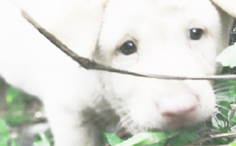 《口哨与小狗》教学反思