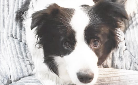 《小狗学叫》教学反思