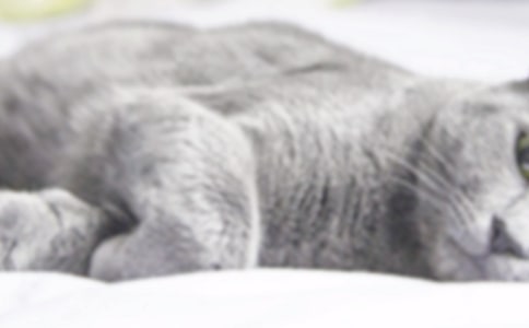 小猫刮胡子教学反思