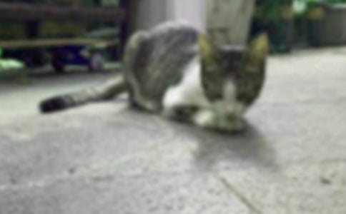 小猫的故事教学反思4篇