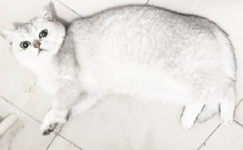 《小猫刮胡子》教学反思(7篇)