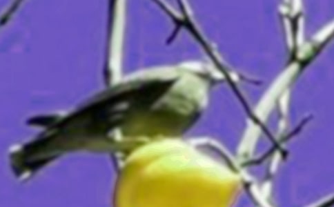 放小鸟教学反思(通用15篇)