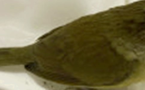 有几只小鸟教学反思