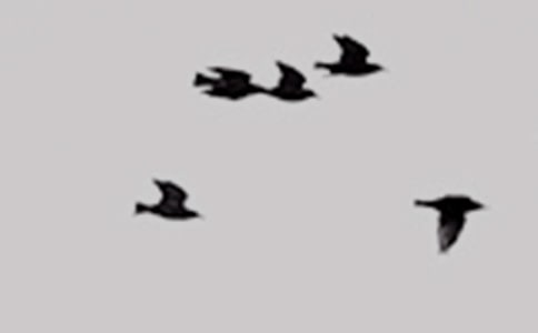 《小鸟小鸟》教学反思