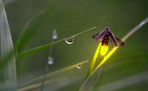 萤火虫教学反思