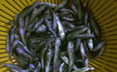 鱼苗购销合同精选15篇