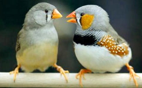 《珍珠鸟》教学反思(精选15篇)