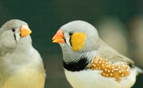 珍珠鸟教学反思集合15篇