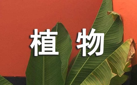 植物租摆合同范本(通用6篇)