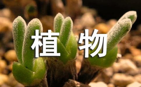 《藻类、苔藓和蕨类植物》一节教学反思
