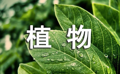 植物学实习报告范文