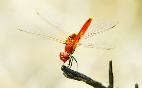 《小蜻蜓》教学反思