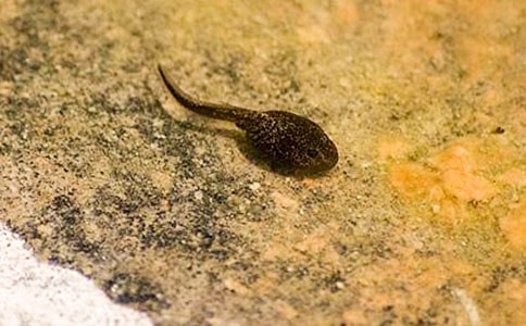 《小蝌蚪找妈妈》教学反思(15篇)