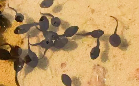 小蝌蚪找妈妈教学反思(15篇)