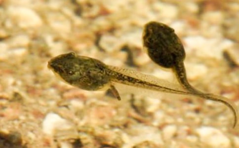 小蝌蚪找妈妈教学反思实用(15篇)