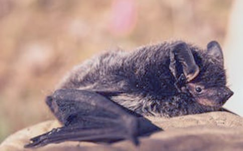 《蝙蝠和雷达》教学反思(通用5篇)