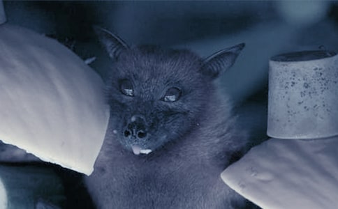 《蝙蝠和雷达》教学反思(15篇)