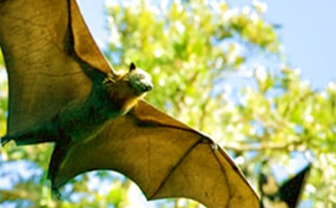 蝙蝠与雷达教学反思