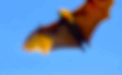 《蝙蝠与雷达》教学反思7篇