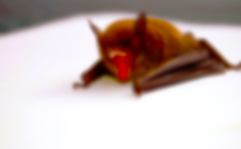 蝙蝠和雷达教学反思19篇