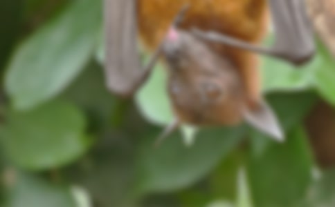 雷达与蝙蝠教学反思