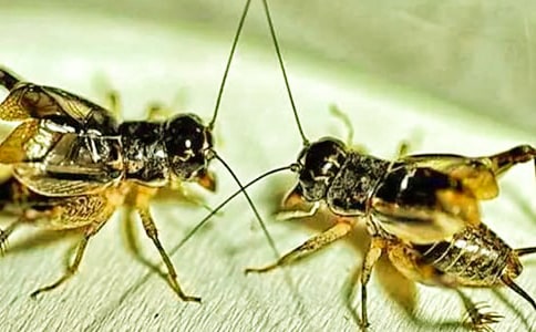 蟋蟀的住宅教学反思(精选15篇)