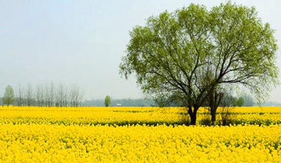 小学春游活动总结通用15篇